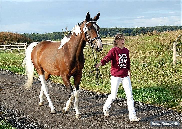 Pinto Great-Vikings Indiana (skinkedyret) - lånt af gammel ejer billede 14