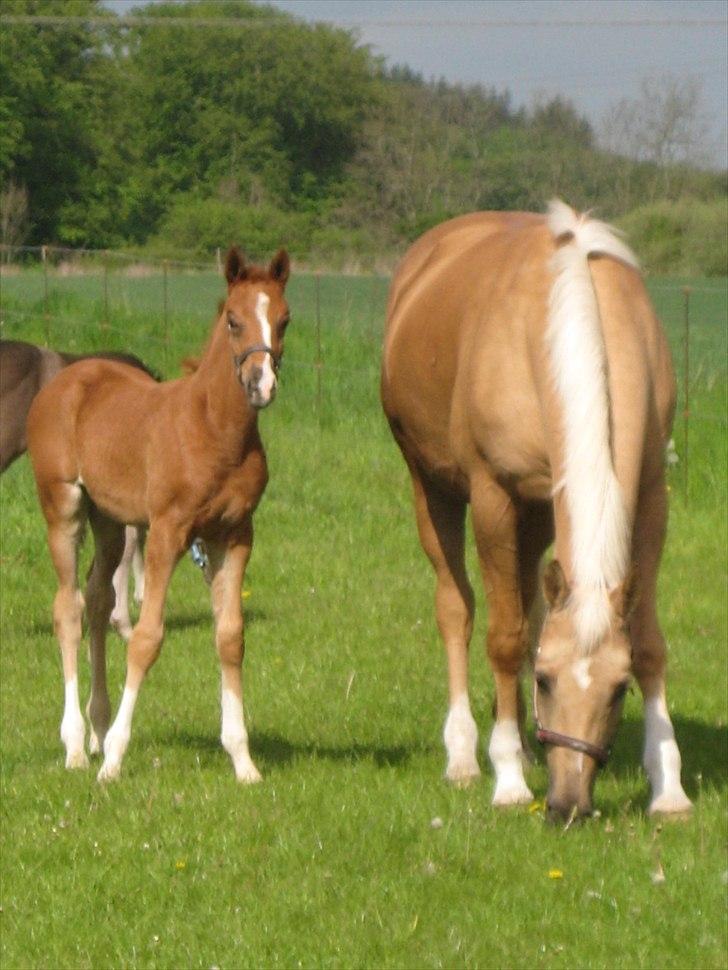 Palomino Dinah Divine billede 1