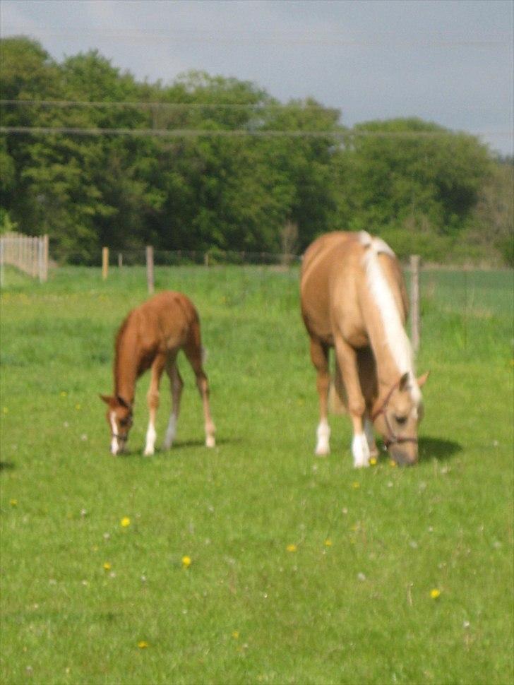 Palomino Dinah Divine billede 2