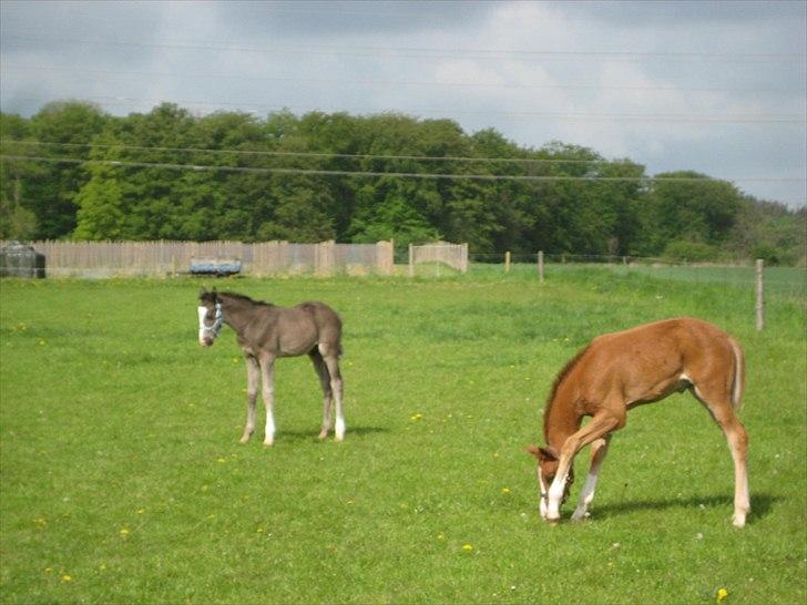 Palomino Dinah Divine billede 3