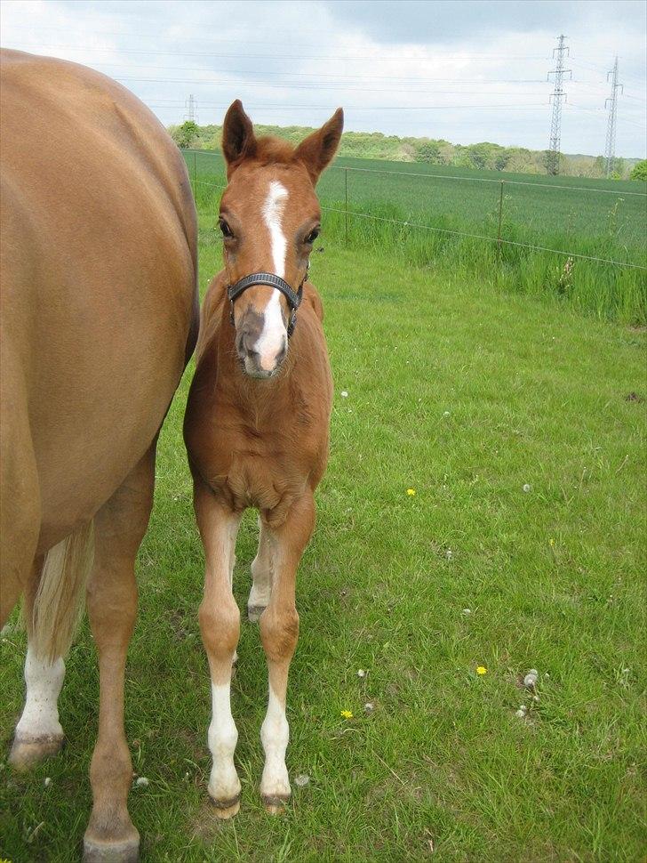 Palomino Dinah Divine billede 4