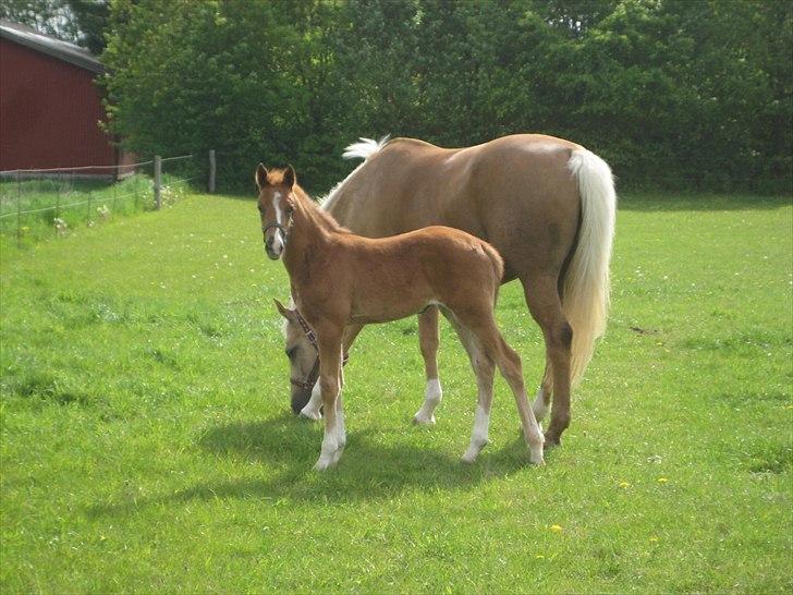 Palomino Dinah Divine billede 5