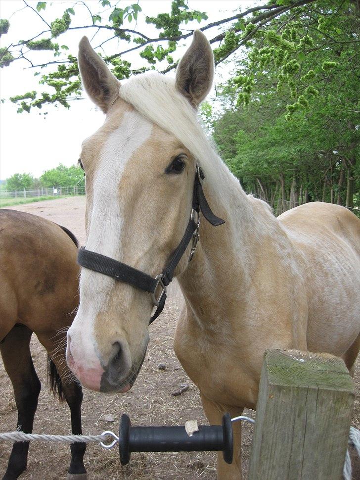 Lusitano Emigrante - Har haft ham i knapt 3 uger nu og han begynder at blive rigtig fin :) billede 9