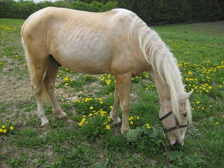 Lusitano Emigrante - Man begynder at se hvilken farve han får :) billede 10