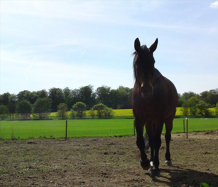 Oldenborg Livli Lyngsgård billede 15