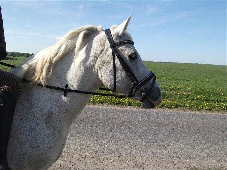 New Forest Shipper billede 12