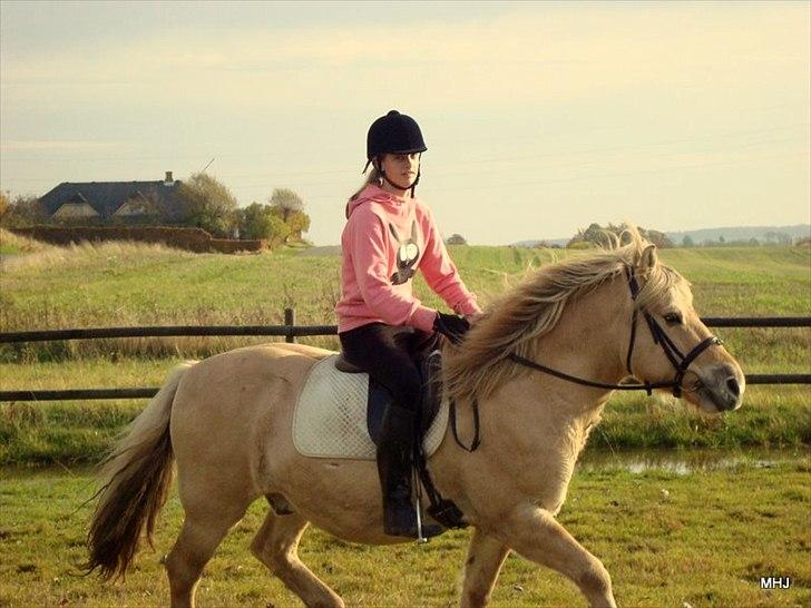 Fjordhest Savoy - Til Halloween i år 2010.  :) billede 12