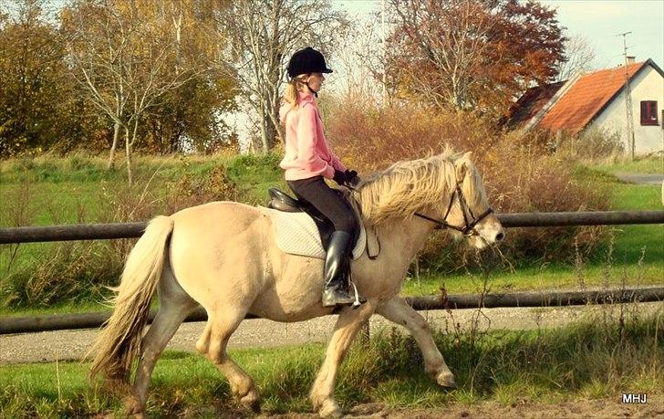 Fjordhest Savoy - Til Halloween i år 2010.  billede 13