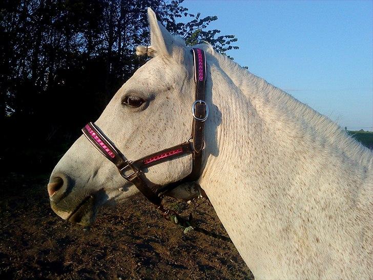 New Forest Shipper billede 13