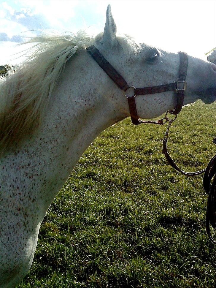 New Forest Shipper billede 14