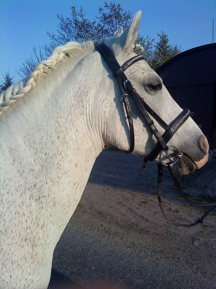 New Forest Shipper billede 15