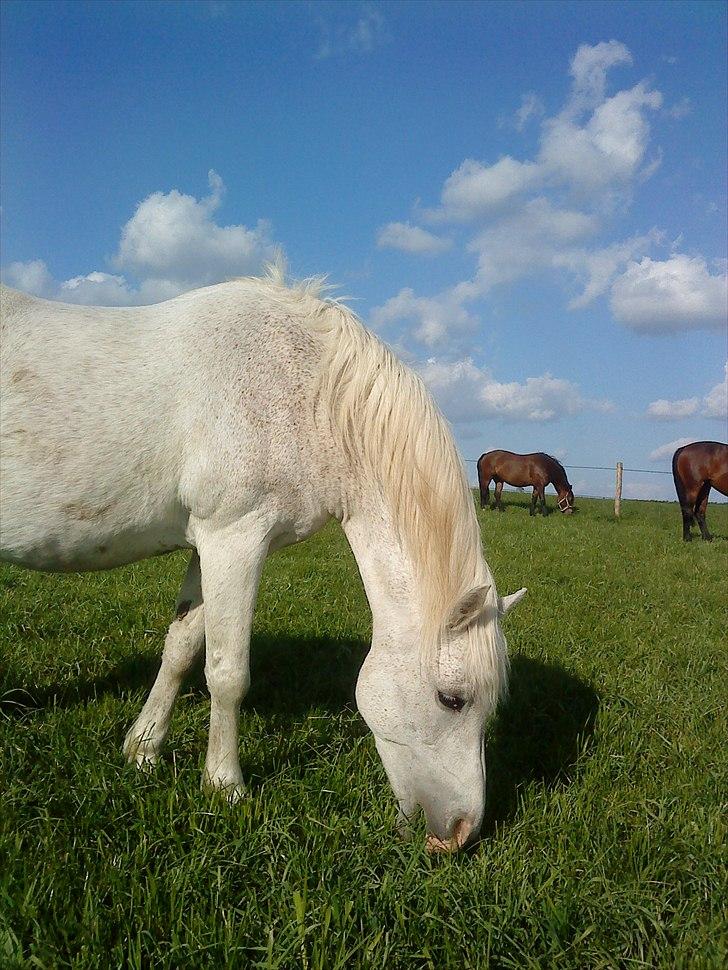 New Forest Shipper billede 16