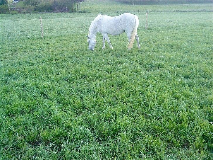 New Forest Shipper billede 17