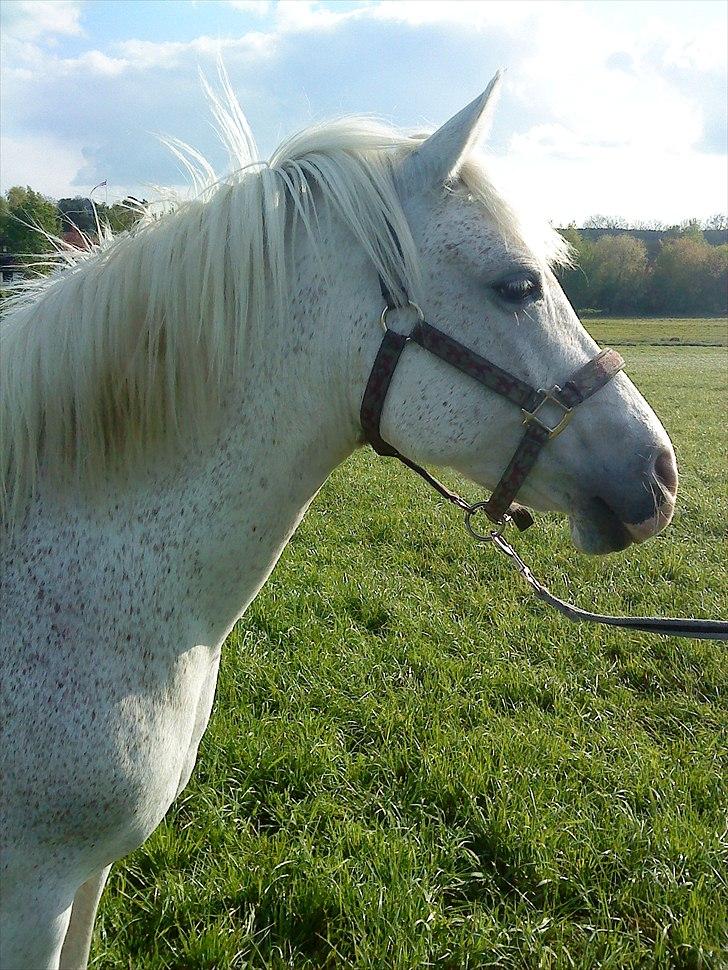 New Forest Shipper billede 18