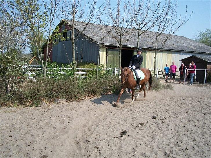 Arabisk fuldblod (OX) Ronja billede 9
