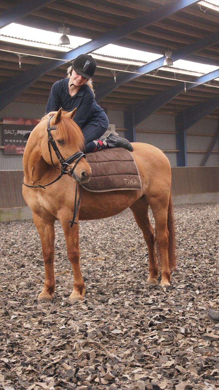 Anden særlig race Bonfire ( tidl. halvpart) - FOTO: Sofie Amalia Boye  billede 2