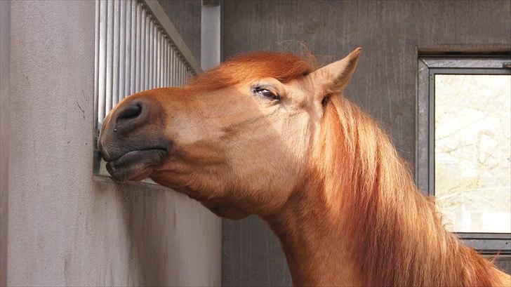 Anden særlig race Bonfire ( tidl. halvpart) - FOTO: Sofie Amalia Boye  billede 3