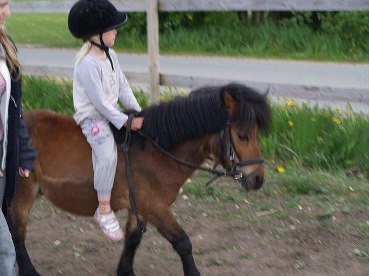 Shetlænder Spivrit<3 - 13) billede 13