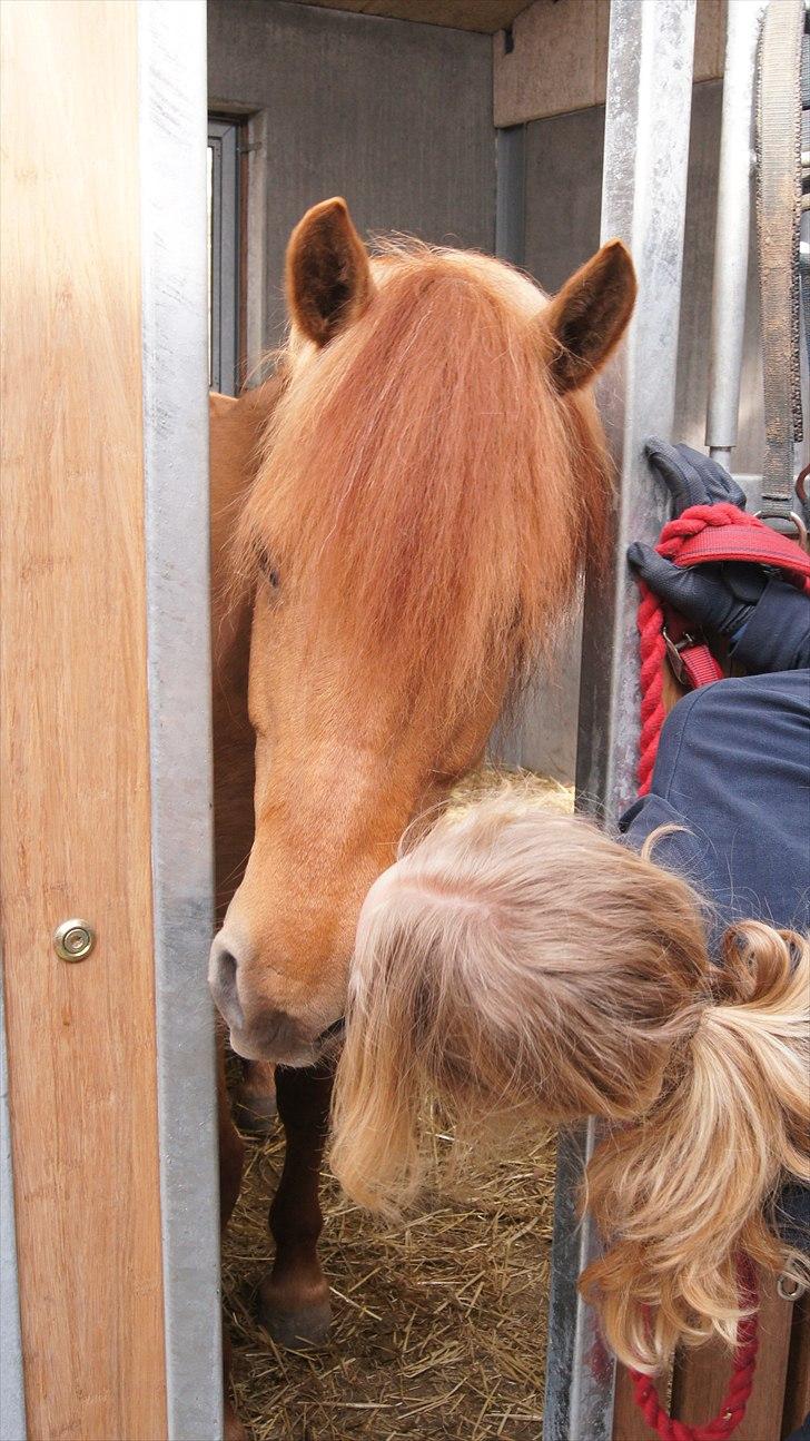 Anden særlig race Bonfire ( tidl. halvpart) - FOTO: Sofie Amalia Boye  billede 4