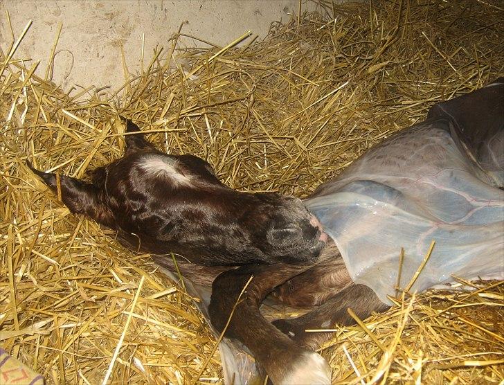 Arabisk fuldblod (OX) Sabeeh Al Sarakah - Solgt billede 7