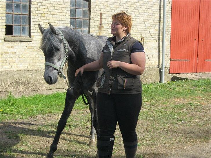 Arabisk fuldblod (OX) Mutazz *Dream* billede 11