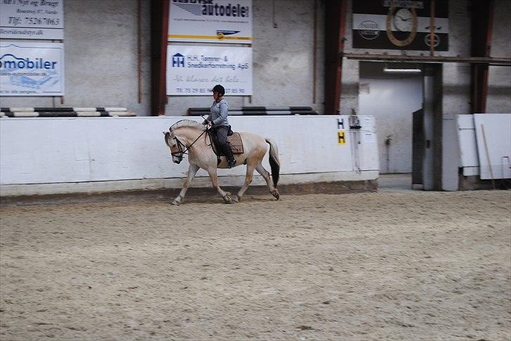 Fjordhest Hjalde Fjord - Maj 2011 billede 10