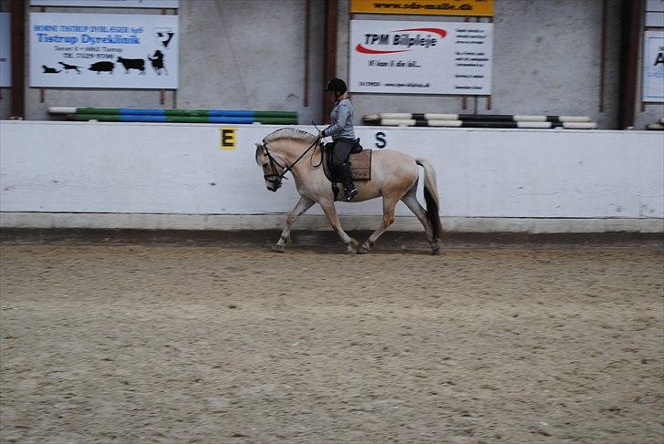 Fjordhest Hjalde Fjord - Maj 2011 billede 11