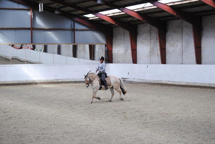 Fjordhest Hjalde Fjord - Maj 2011 billede 12