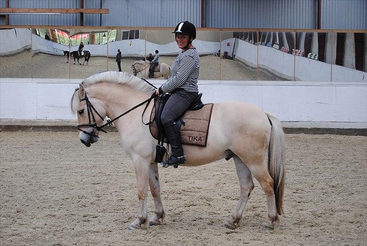 Fjordhest Hjalde Fjord - Maj 2011 billede 13