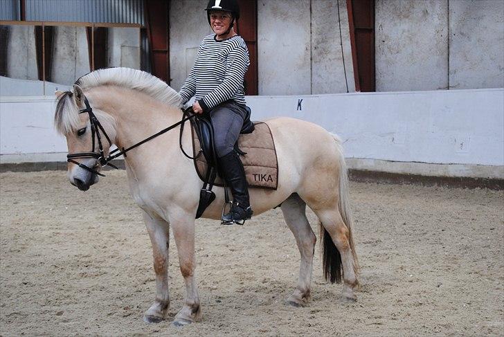 Fjordhest Hjalde Fjord - Maj 2011 billede 14