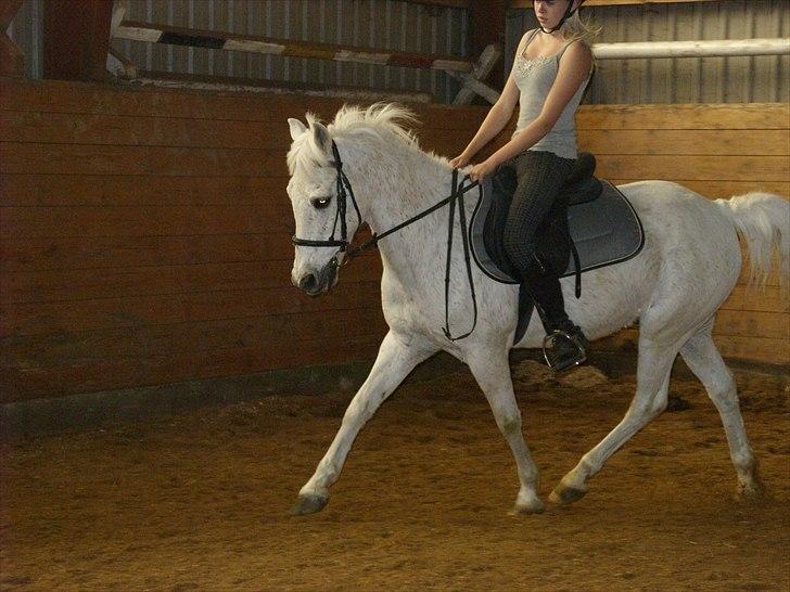 Anden særlig race Maxi billede 13