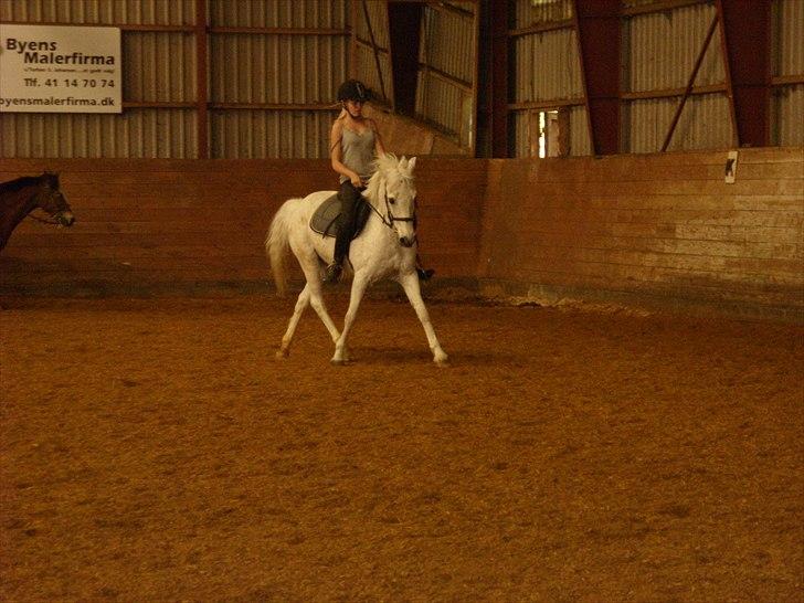 Anden særlig race Maxi billede 15