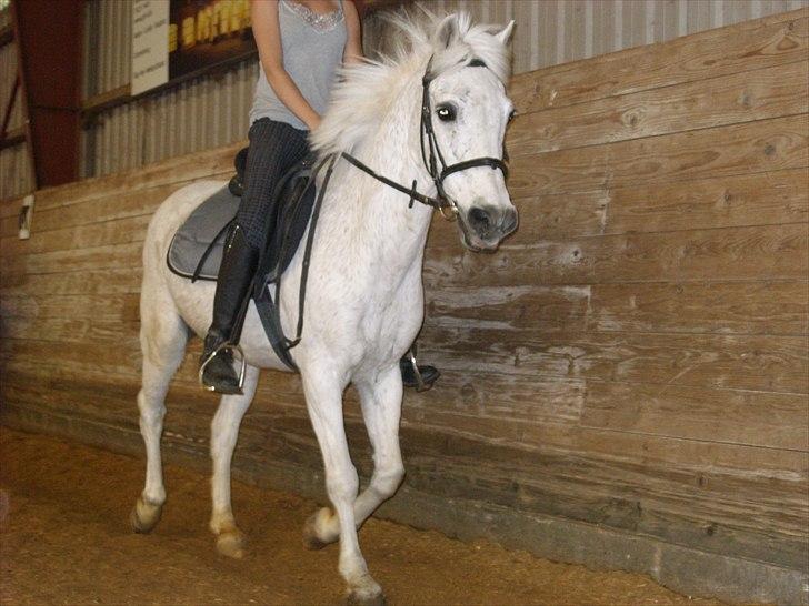 Anden særlig race Maxi - Min smukke pony <3 billede 16