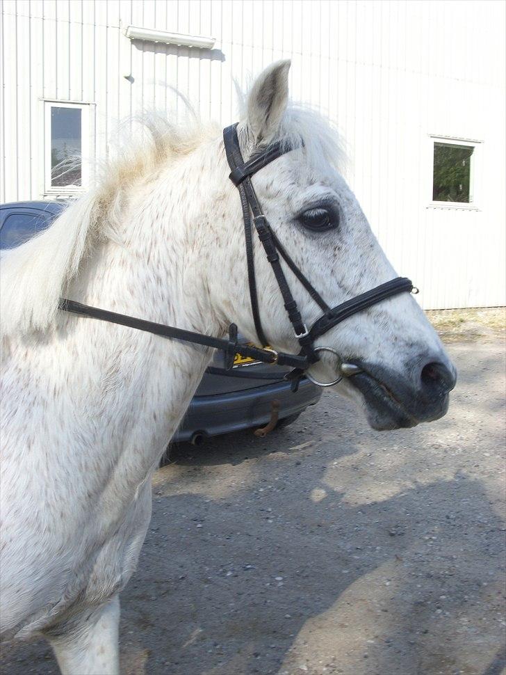 Anden særlig race Maxi billede 17