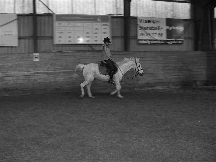 Anden særlig race Maxi billede 18