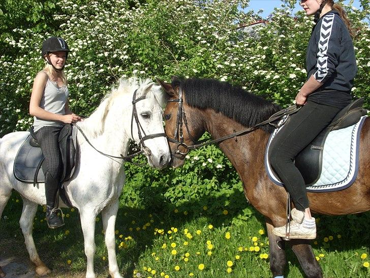 Anden særlig race Maxi billede 19