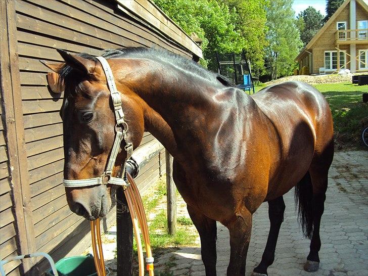 Traver Nikotin - 14) Foto:mig billede 14