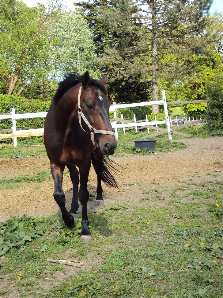 Traver Nikotin - 15) Foto:mig billede 15