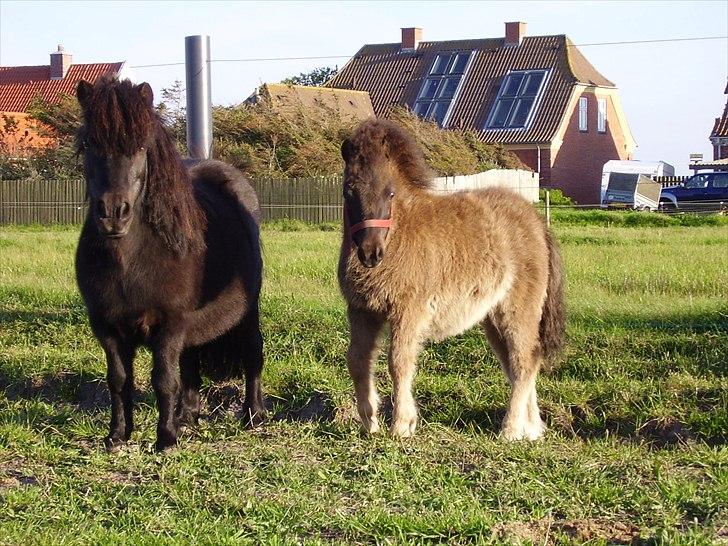 Shetlænder tudborggaards Dixie - Dixie som føl! hved siden af sin mor camilla!:P billede 1