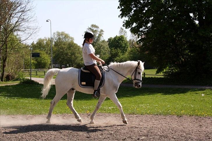 Anden særlig race Kashmir  - Dressur :D - Foto: Josefine :) billede 7