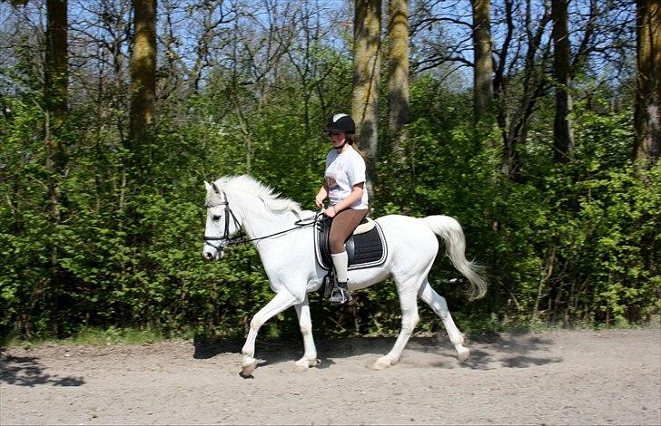 Anden særlig race Kashmir  - Dressur :) hygge<3 - Foto: Jos billede 8