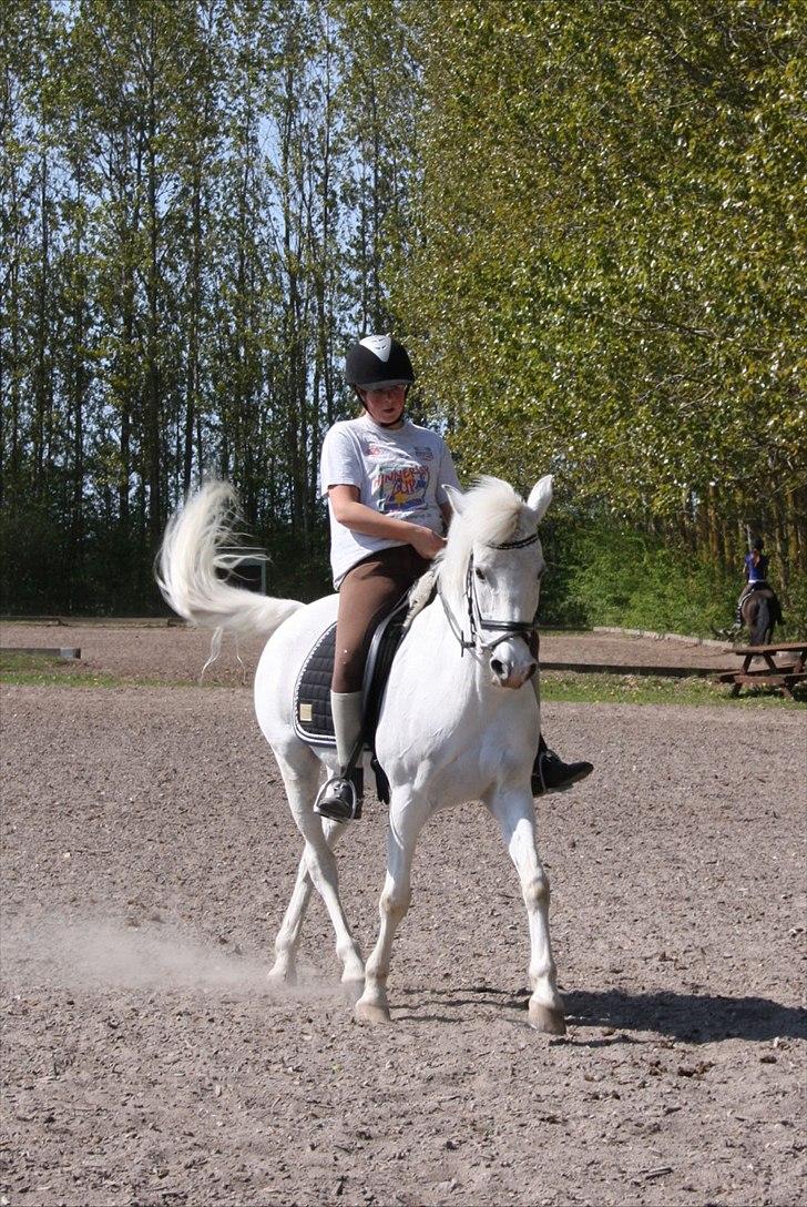 Anden særlig race Kashmir  - Dressur :D igen.. - foto: Josefine :D billede 9