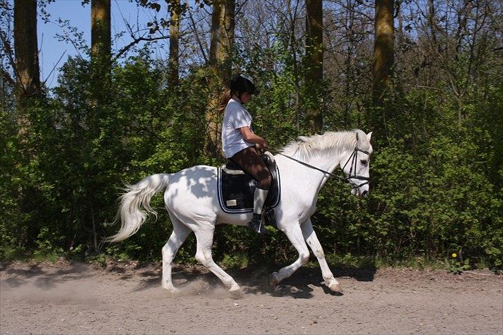 Anden særlig race Kashmir  - Dressur :) galop :D - foto: Josefine :) billede 10