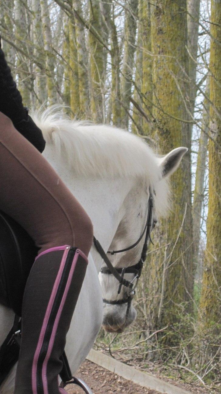 Anden særlig race Kashmir  - Useriøst dressur :D - foto: Anna! :I<3 billede 11