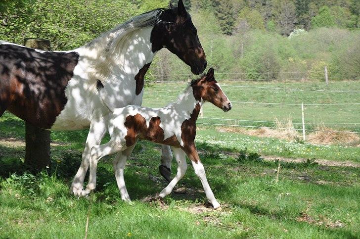 Pinto Gaasdal´s Jasmin billede 14