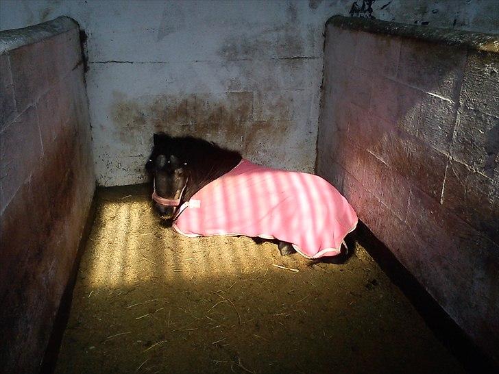 Anden særlig race Bandidos *R.I.P* billede 13