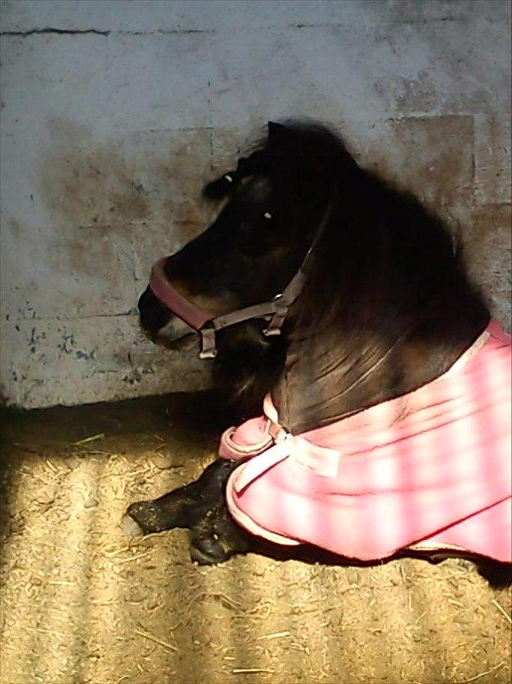 Anden særlig race Bandidos *R.I.P* billede 14