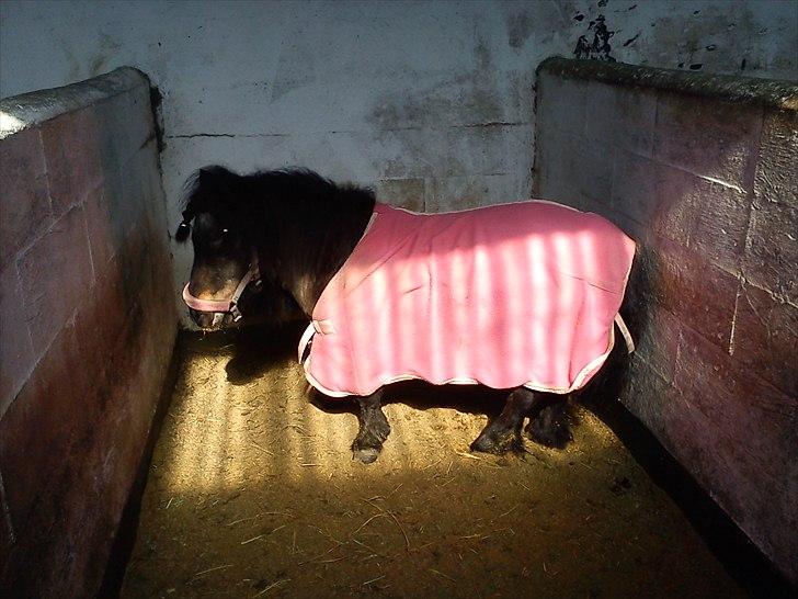 Anden særlig race Bandidos *R.I.P* billede 15