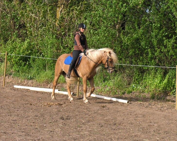 Haflinger Anna-Bell - en af de første gange jeg red hende billede 2