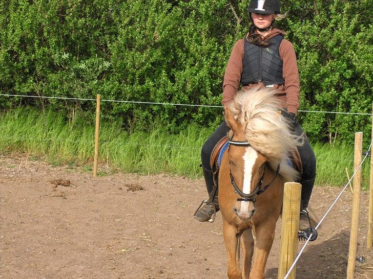 Haflinger Anna-Bell billede 4